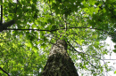 New Hampshire State Champ American chestnut tree