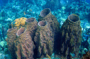 Sponges on a coral reef