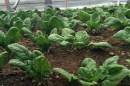 two varieties of spinach
