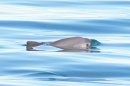 A vaquita, the world's smallest and rarest porpoise