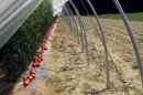 UNH Tomato Research