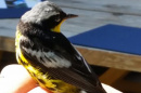 A close-up photo of a warbler