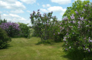 Lilacs at Woodman Farm at UNH