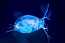 a water flea (Credit: Matt Cashore/University of Notre Dame)