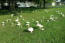 Ring of mushrooms in a suburban law