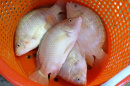 tilapia in an orange bucket