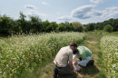 UNH bee researchers
