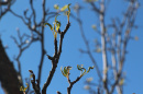tree branch with buds