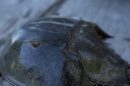 a horseshoe crab