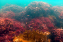 Underwater shot of reddish seaweed