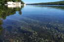 A cyanobacterial bloom on the surface of a lake