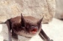 Little Brown Bat