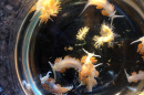Sea slugs from a Japanese vessel that washed ashore in Oregon in April 2015