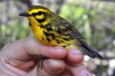 This May 2016 photo provided by Matt Tarr shows a prairie warbler in southeastern New Hampshire. Scientists will be banding scores of song birds in 2017 like the prairie warbler to better understand how they are using forests in New Hampshire and Maine that have been changed either by transmission lines or logging. Matt Tarr via AP