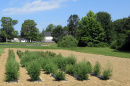 Quinoa field trials at UNH 