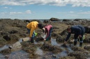 UNH Cooperative Extension Seaweed Mania Workshop members collecting seaweed