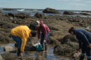 students foraging for seaweed