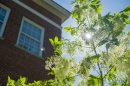 Sunlight through a tree branch on the UNH campus in Durham, NH