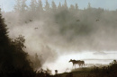 a moose in the mist