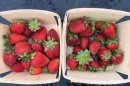 two quarts of strawberries