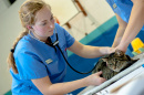 UNH student with a cat in the PAWS clinic, part of the veterinary technology program