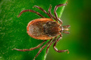 Western Black-legged tick (NPS.GOV)