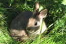 A New England cottontail rabbit reared at Roger Williams Park Zoo in 2012 acclimates to the wild
