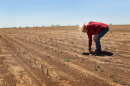 a farmer bending over in a field