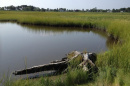 A salt marsh in the Little River estuary in North Hampton. The tree stump is likely an Atlantic White Cedar from pre-settlement times. (Photo courtesy of David Burdick, Jackson Estuarine Laboratory)