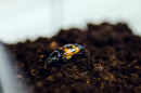 a burying beetle