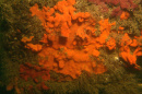 Underwater photo of orange tunicates, or sea squirts