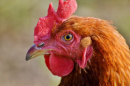 NH Red chicken