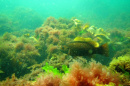 Undersea image of a fish in seaweed