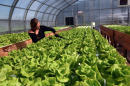 aquaponic lettuce growing in a UNH greenhouse