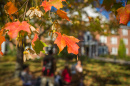 leaves in fall at UNH