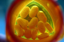 image of opioids