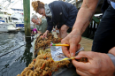 a team of marine scientists survey invasive species at Pope Island Marina in Massachusetts