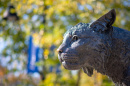 UNH's Wildcat statue in fall