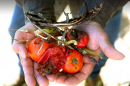 Tomato plant killed by dicamba weed killer