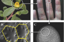 Four images of the purslane seed, including two under microscope