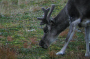 A reindeer with fuzzy antlers browses for food on the ground.