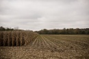 corn fields