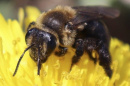 bee on flower