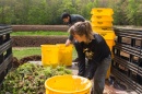 students adding content to compost buckets 