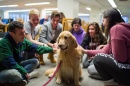 students surround golden retriever at Dimond Library
