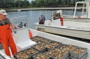 Oyster farming