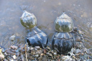 Four horseshoe crabs partially submerged near shoreline