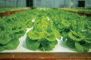 Aquaponic lettuce