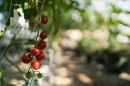 Berries growing at UNH 