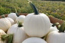 Moonshine was the first white pumpkin released from UNH, a medium-size pumpkin with a dark handle.
